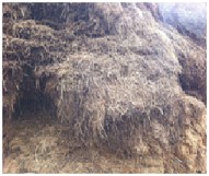 Gassilage