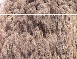 Gassilage1